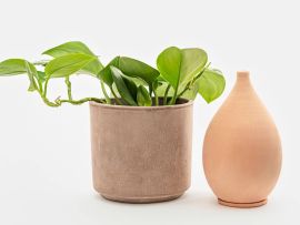 Olla steht neben Pflanze