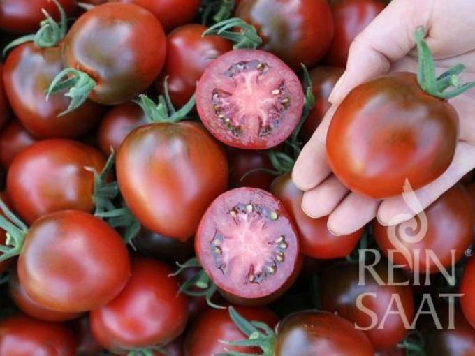 Salattomate 'Paul Robson'