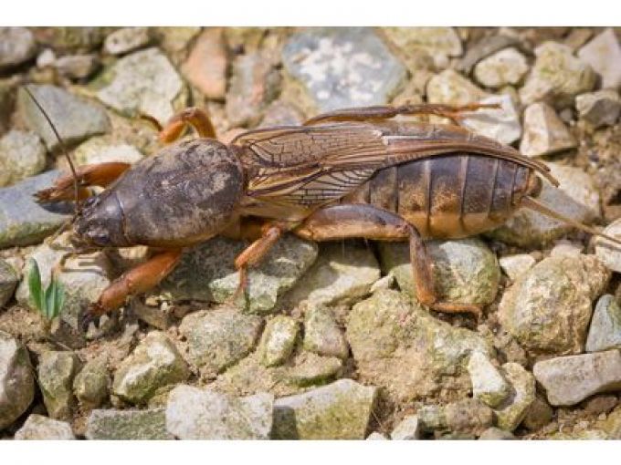 Nematoden gegen Maulwurfsgrillen, Wiesenschnaken und Erdraupen