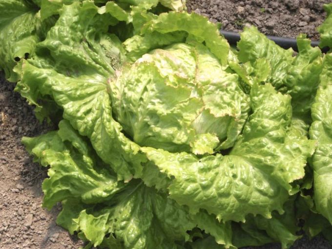 Eissalat 'Grazer Krauthäuptel 2'