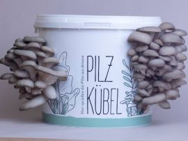 Taubenblauer Austernseitling wächst aus dem Pilzkübel