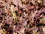 Asiagemüse 'Rouge metis'