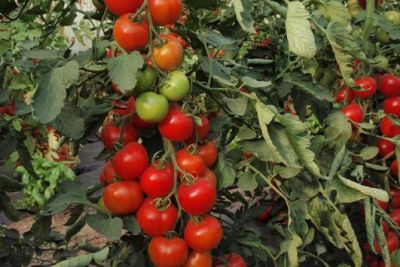 Tomate 'Moneymaker', ©ReinSaat