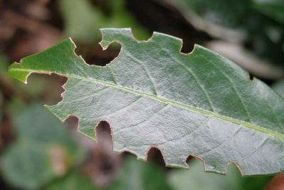 Dickmaulrüssler Schadbild