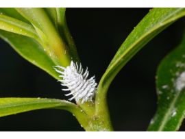 Cryptolaemus montrouzieri Larve an Pflanze