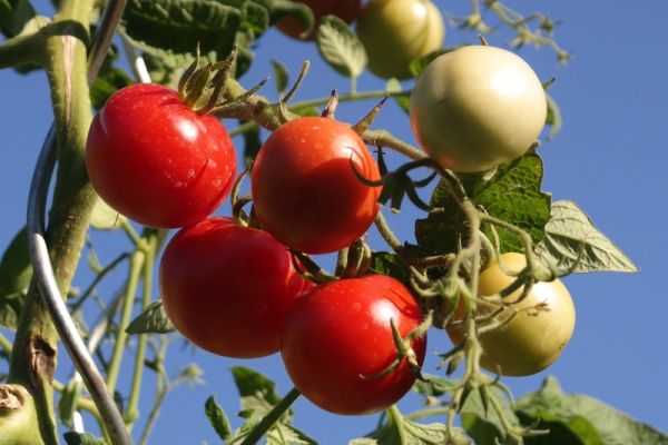 Tomaten im Himmel