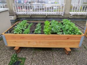 Terrassenbeet 100 x 200 cm, 34 cm Höhe