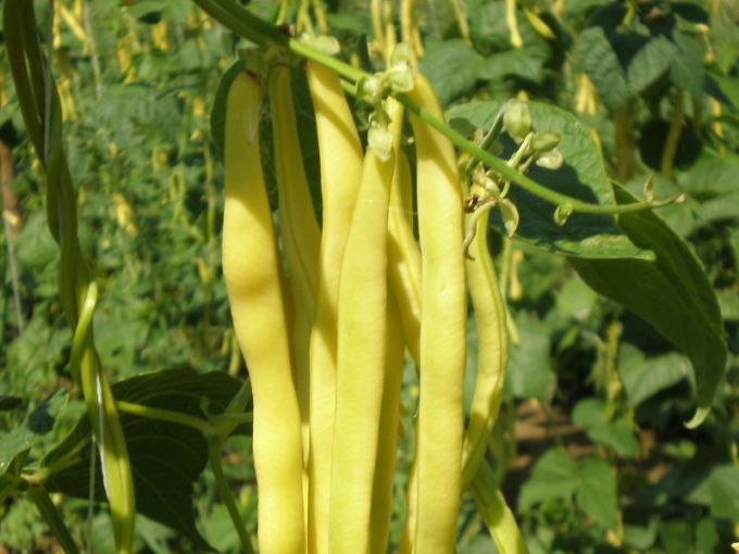 Stangenbohne 'Neckargold'