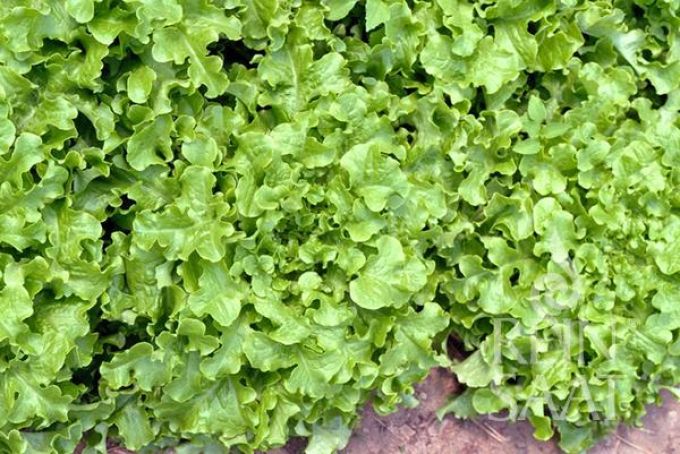 Pflücksalat 'Salad Bowl'