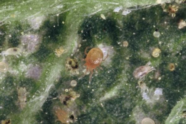 Raubmilben und Spinnmilben