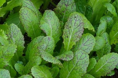 Asiagemüse 'Red Giant'