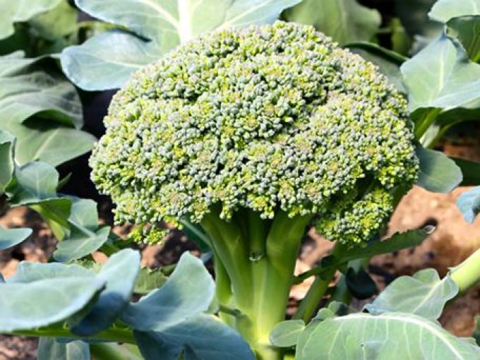Broccoli 'Ramoso Calabrese'
