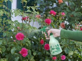 Rosenblüten werden mit Sprühflasche besprüht