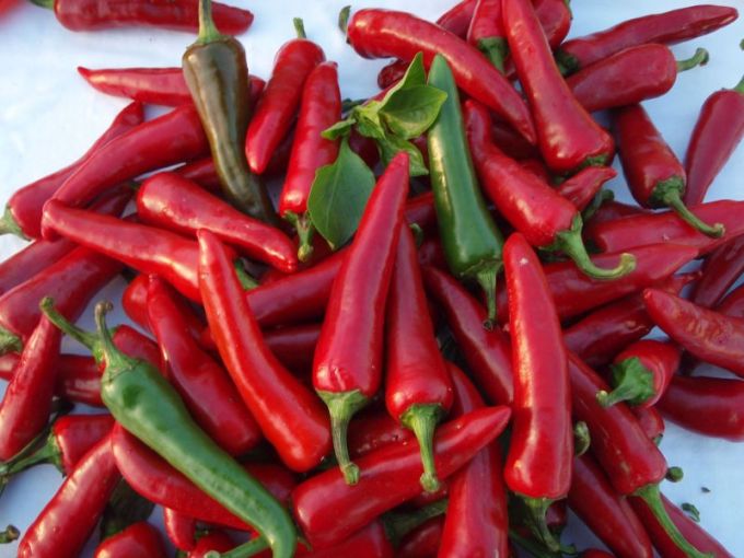 Pfefferoni 'De Cayenne'