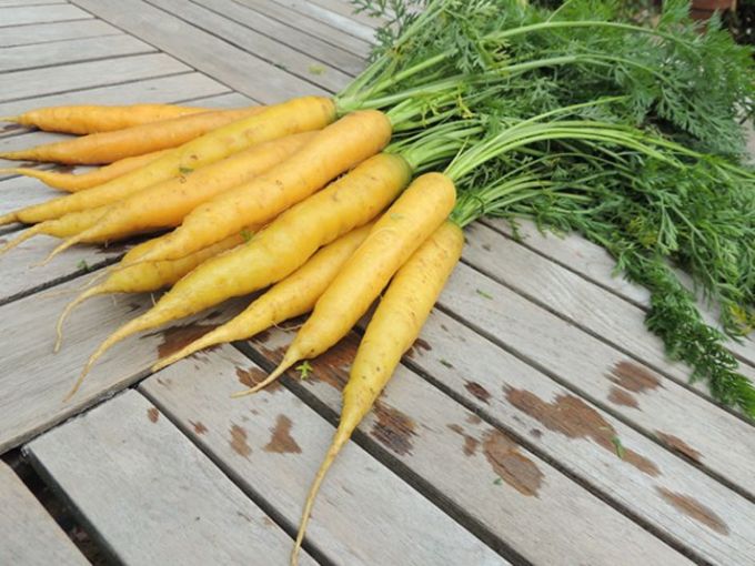Karotte 'Jaune du Doubs'