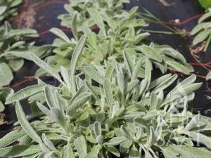 Griechischer Bergtee