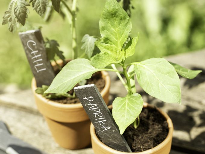 Schiefer-Beschriftungs-kärtchen, 8 Stück