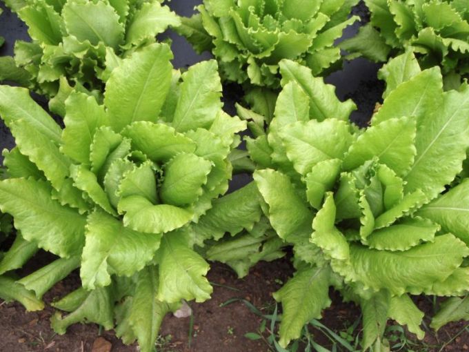 Pflücksalat 'Venezianer'