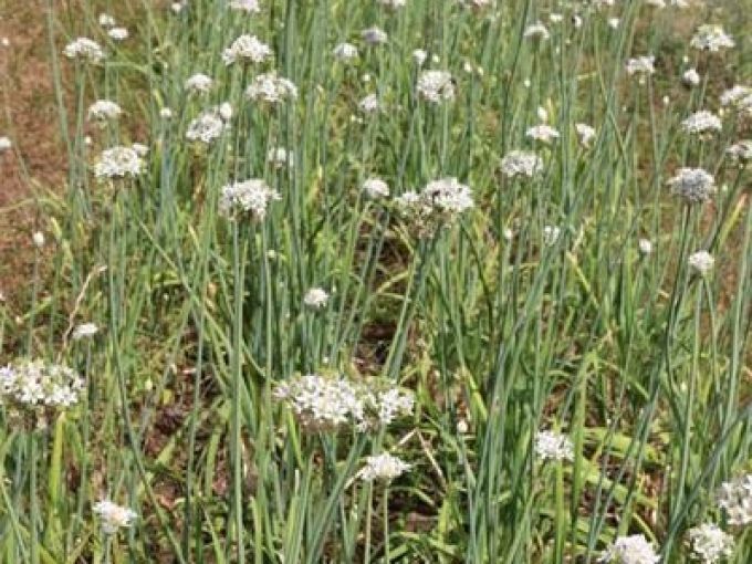 Chinesischer Schnittknoblauch