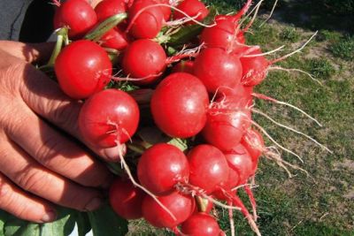 Salatmischung 'Misticanza', ©ReinSaat