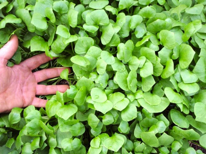 Winterpostelein (Winterportulak)