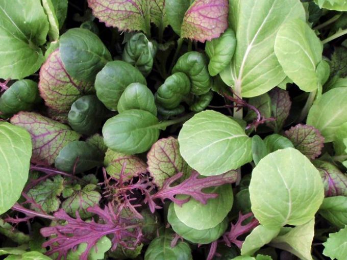 Asiagemüse 'Oriental Mix'