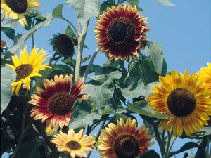 Sonnenblumen 'Herbstschönheit'